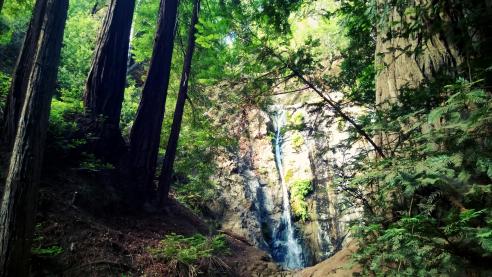 Dragonfly Collector at Pffeiffer Falls